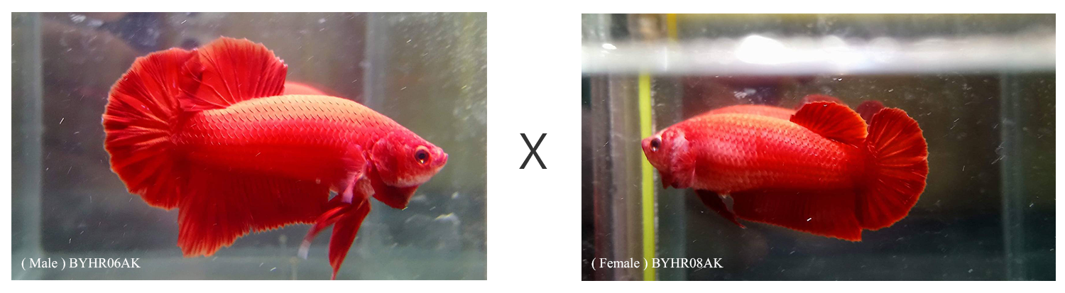 BYHR06AK-BYHR08AK.png BYHR06AK-BYHR08AK.png