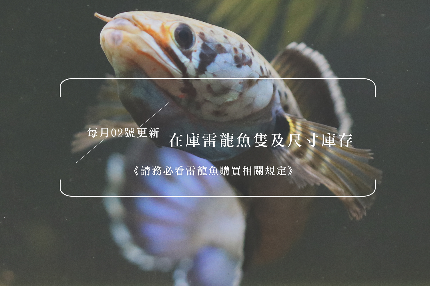 2023 / 11 / 12 再庫雷龍魚隻及尺寸庫存《請務必看雷龍魚購買相關規定》