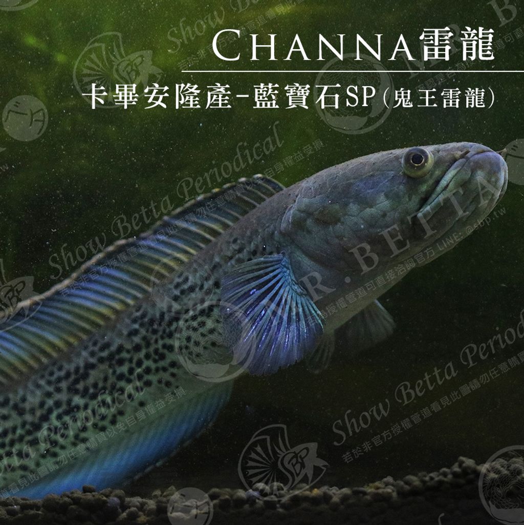 CHANNA1.jpg