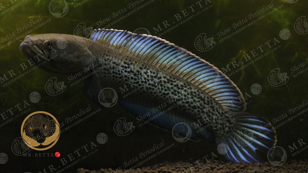 CHANNA1-2.jpg