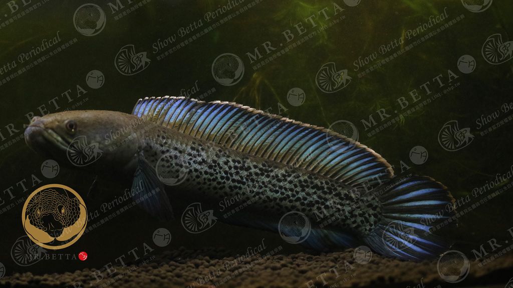 CHANNA1-3.jpg