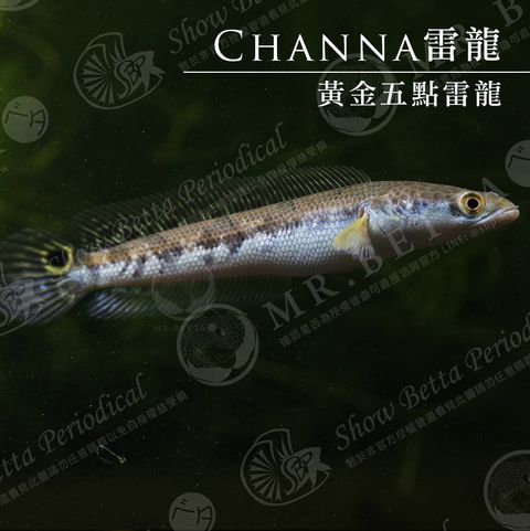 CHANNA3.jpg