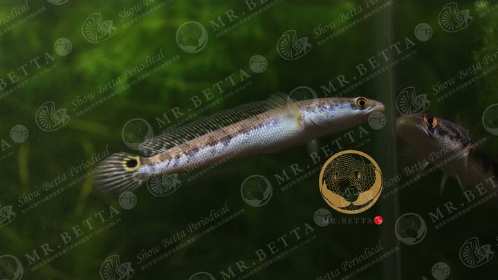 CHANNA3-4.jpg