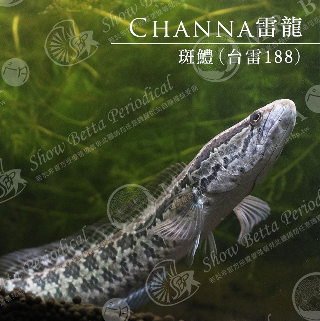 CHANNA4.jpg