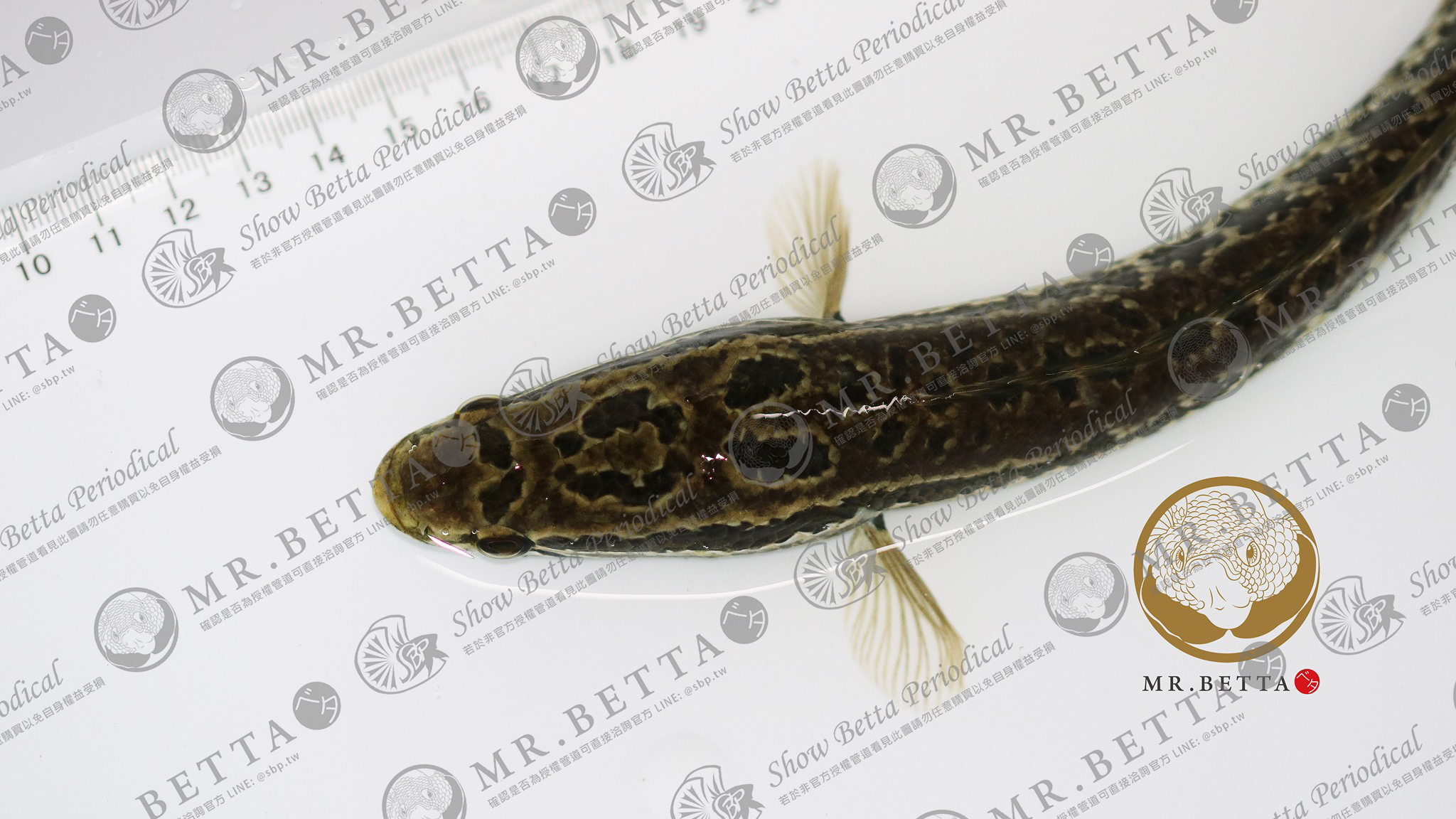 斑鱧(台雷188) u2013 SBP展鬥期刊Show Betta Periodical -TAIWAN