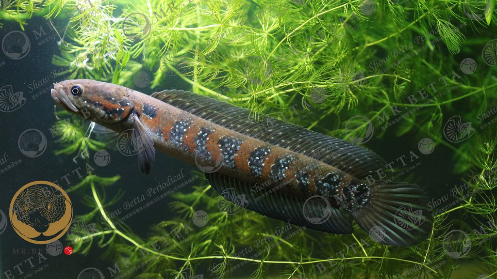 CHANNA5-2.jpg