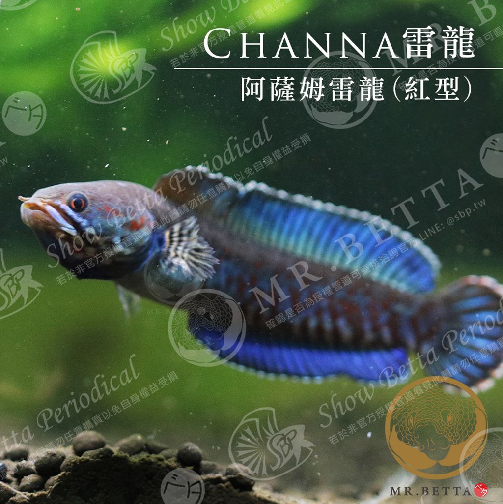 CHANNA6.jpg