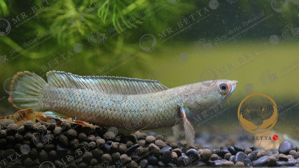 CHANNA10-2.jpg