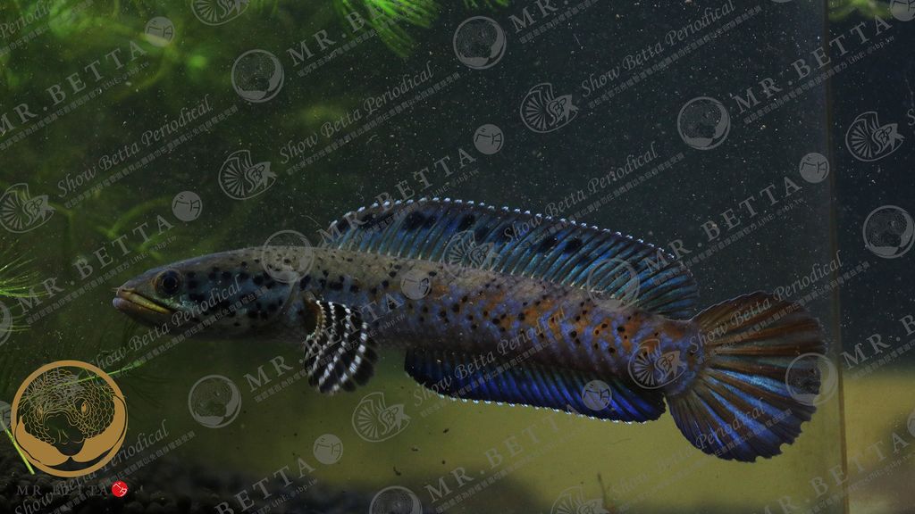 CHANNA11-7.jpg