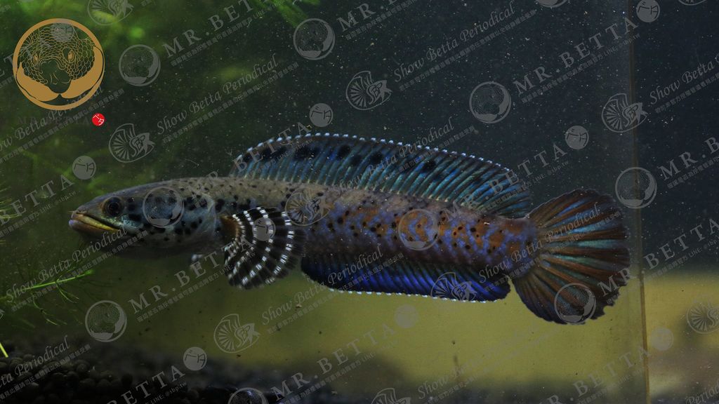CHANNA11-8.jpg
