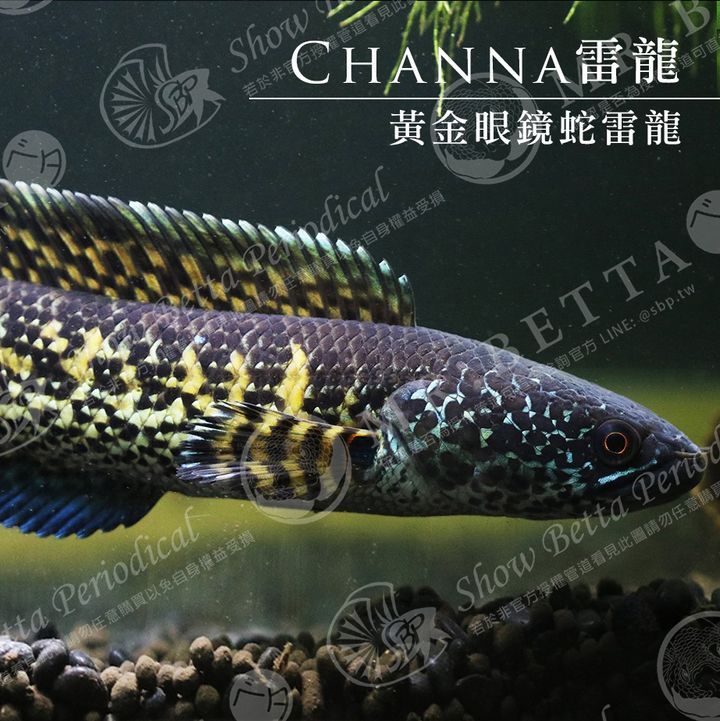 CHANNA12.jpg