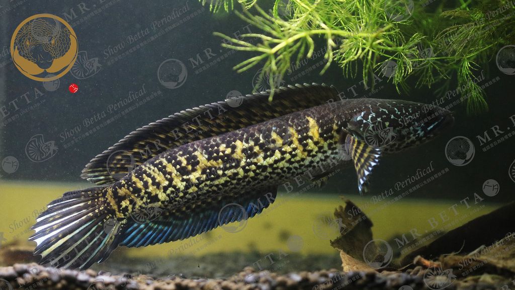 CHANNA12-4.jpg
