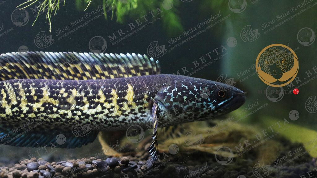 CHANNA12-5.jpg