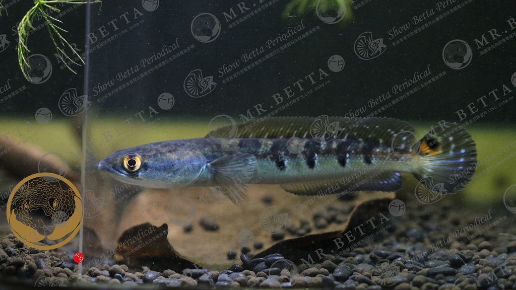 CHANNA14-2.jpg
