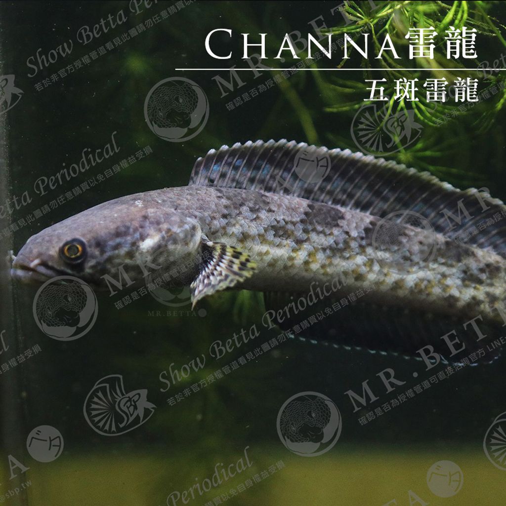 CHANNA15.jpg