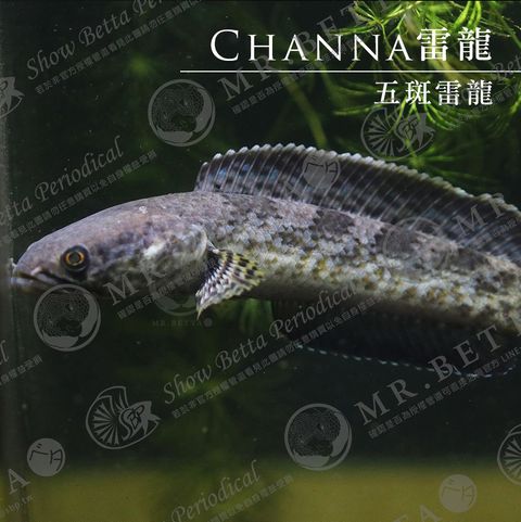 CHANNA15.jpg