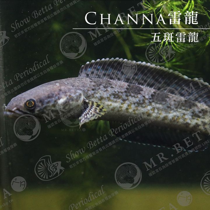 CHANNA15.jpg