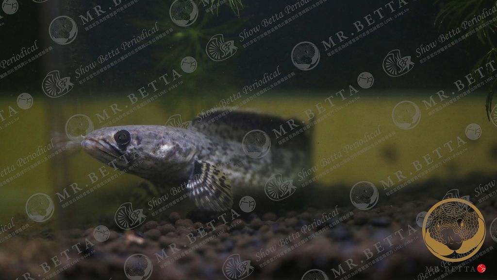 CHANNA15-10.jpg