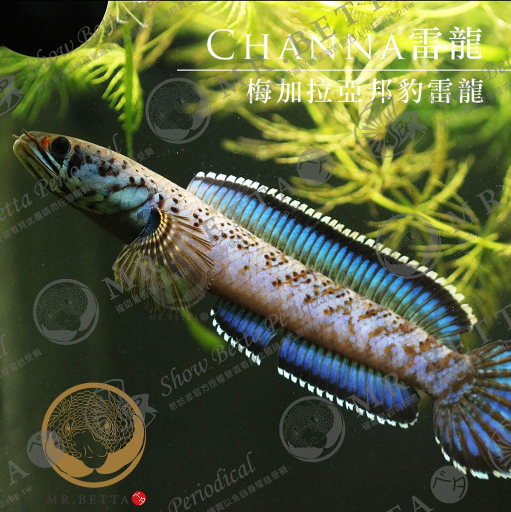 CHANNA16.jpg