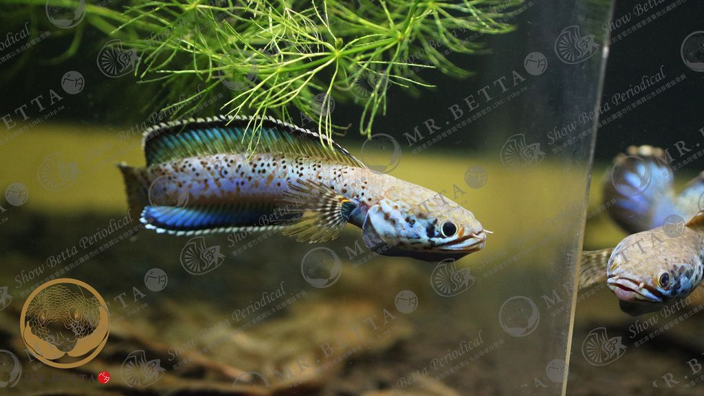 CHANNA16-2.jpg