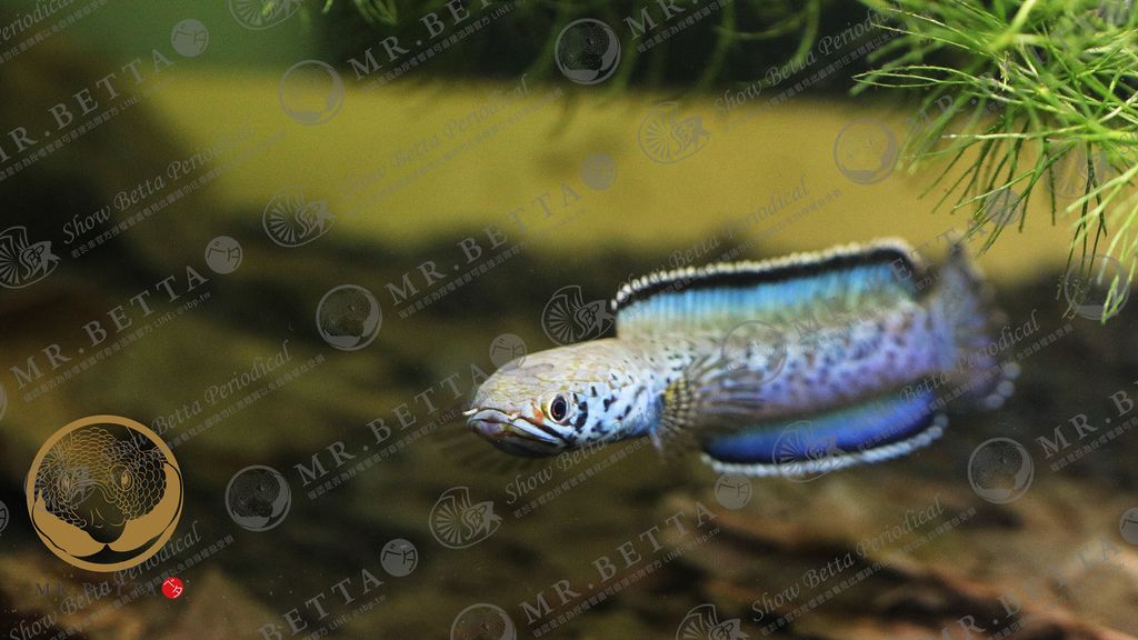 CHANNA16-4.jpg