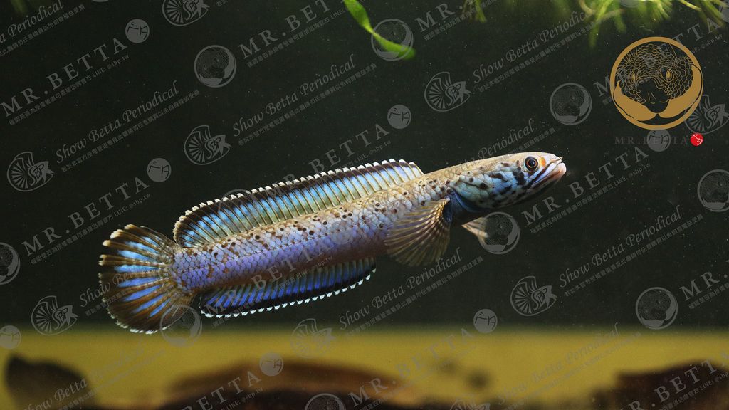 CHANNA16-5.jpg