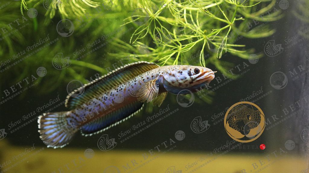 CHANNA16-6.jpg