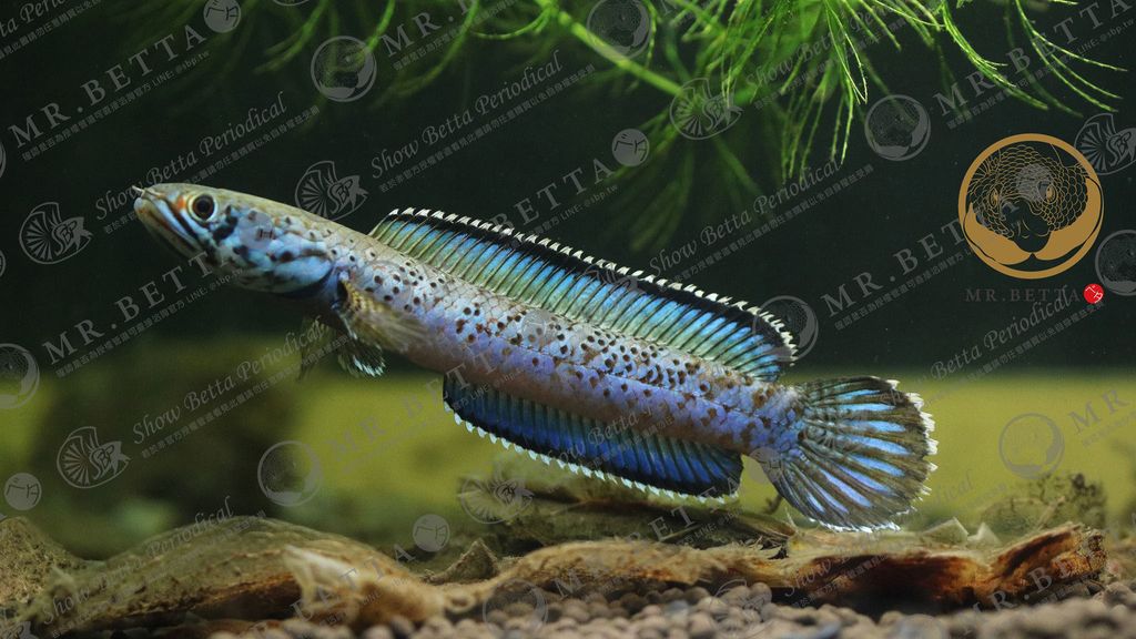 CHANNA16-7.jpg