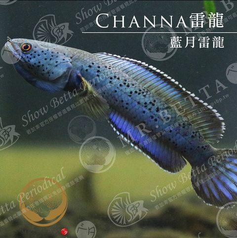 CHANNA17.jpg