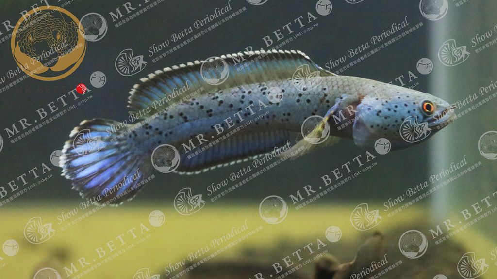 CHANNA17-2.jpg
