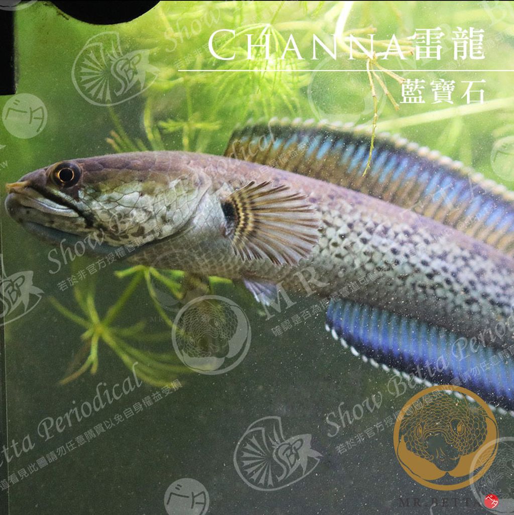 CHANNA18.jpg