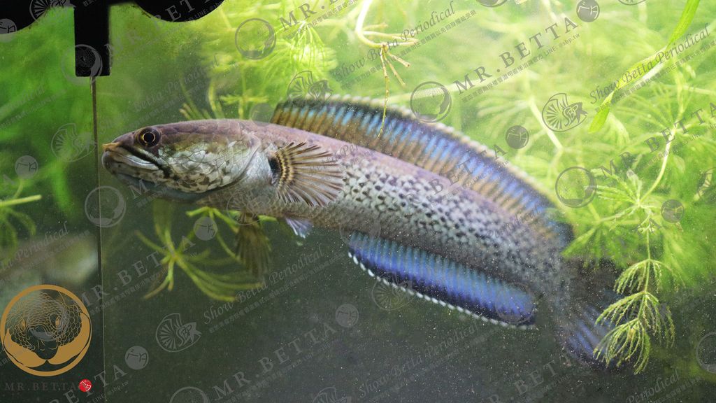 CHANNA18-2.jpg
