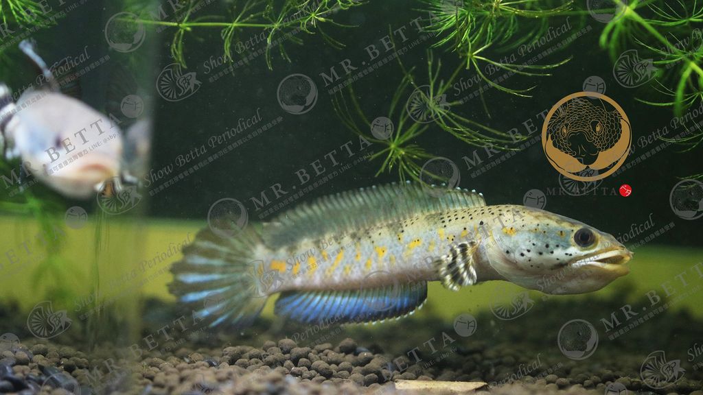 CHANNA19-2.jpg