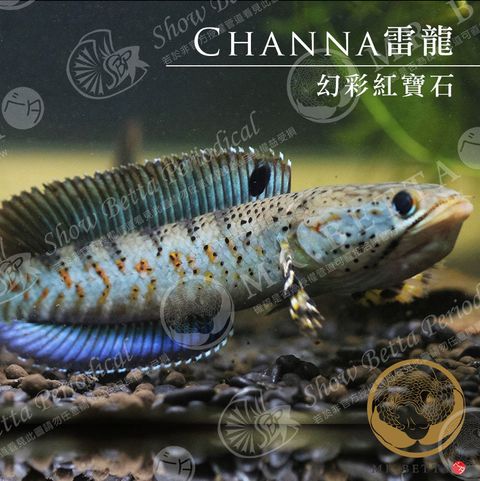 CHANNA20.jpg