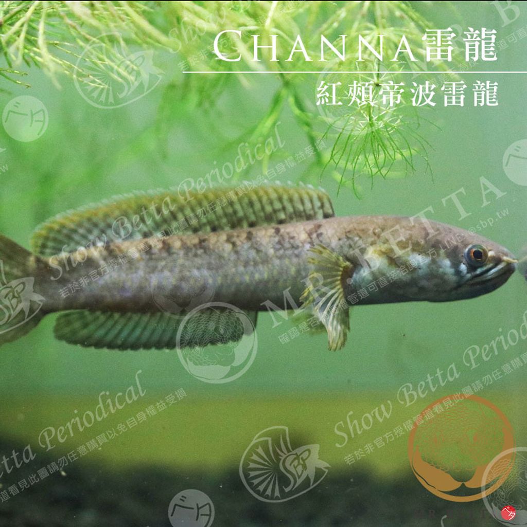 CHANNA21.jpg