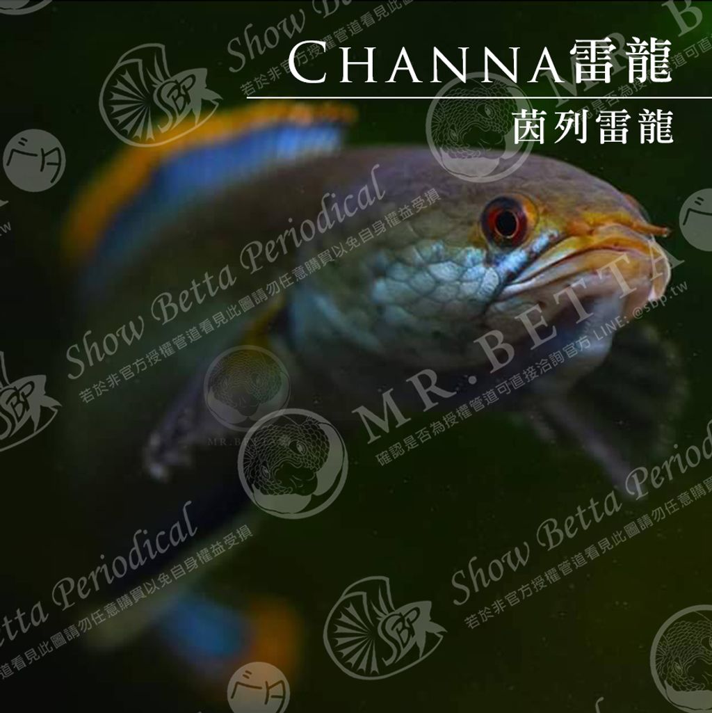 CHANNA22.jpg