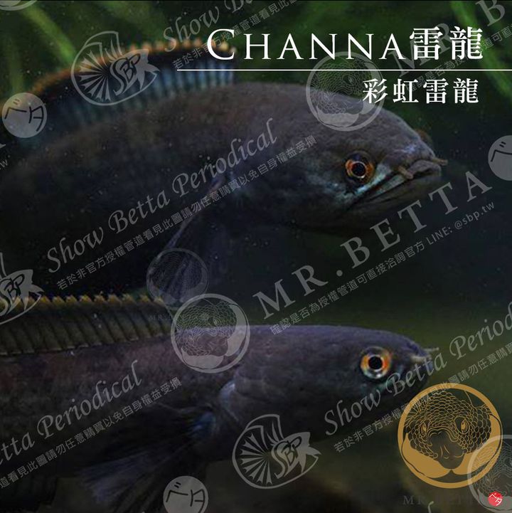 CHANNA23.jpg