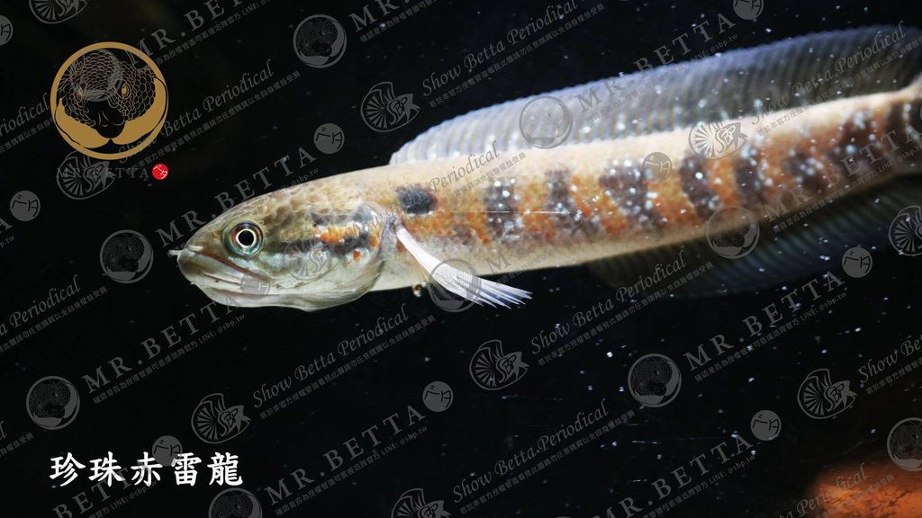 CHANNA23-4.jpg