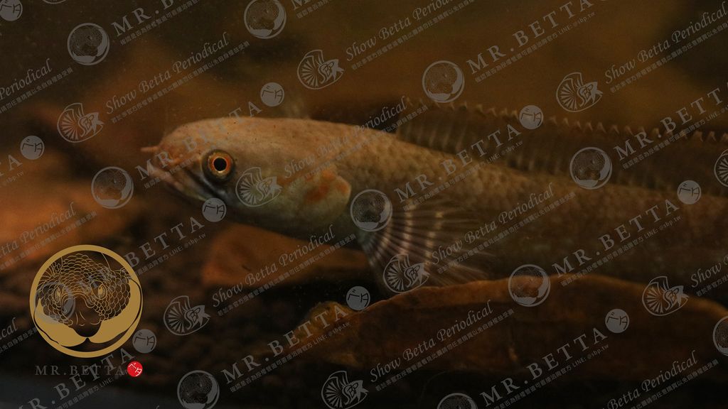 CHANNA25-2.jpg