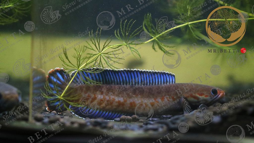 CHANNA26-5.jpg