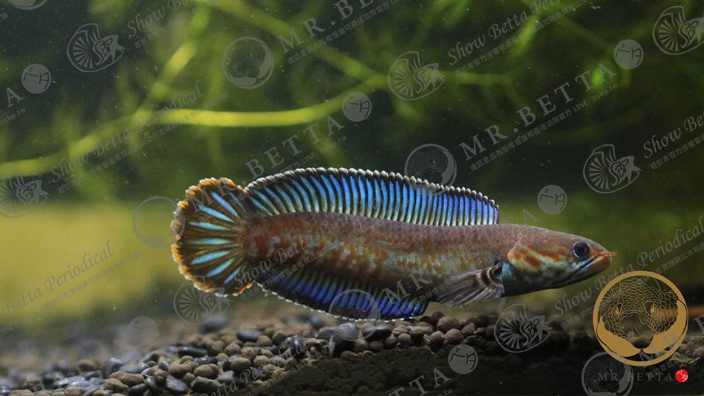 CHANNA26-6.jpg