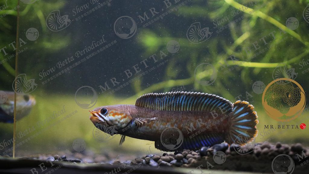 CHANNA26-7.jpg