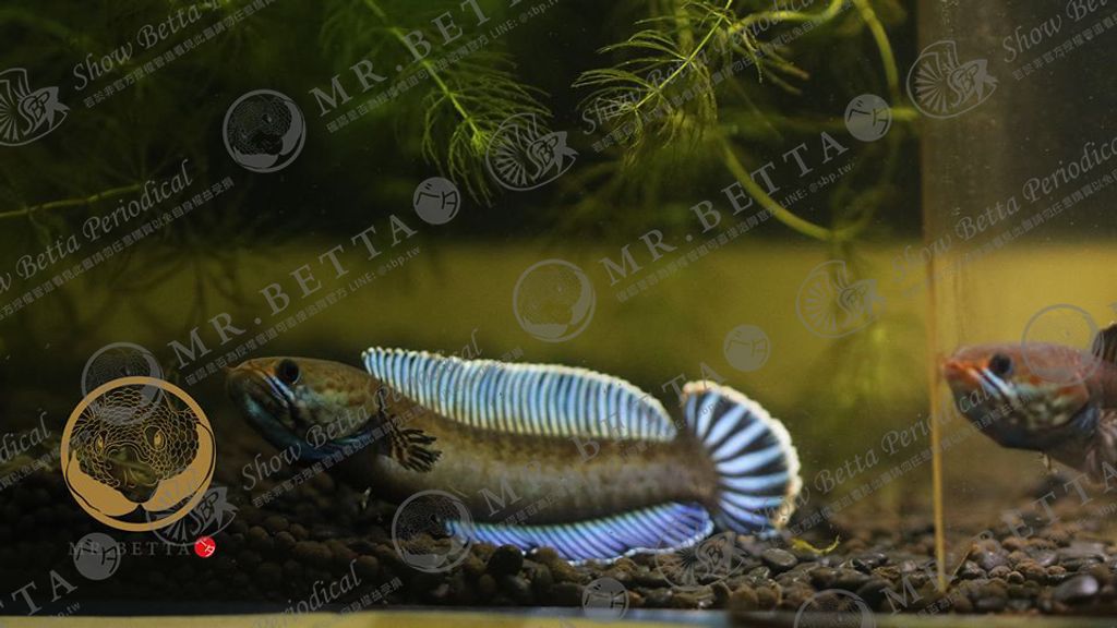 CHANNA26-8.jpg