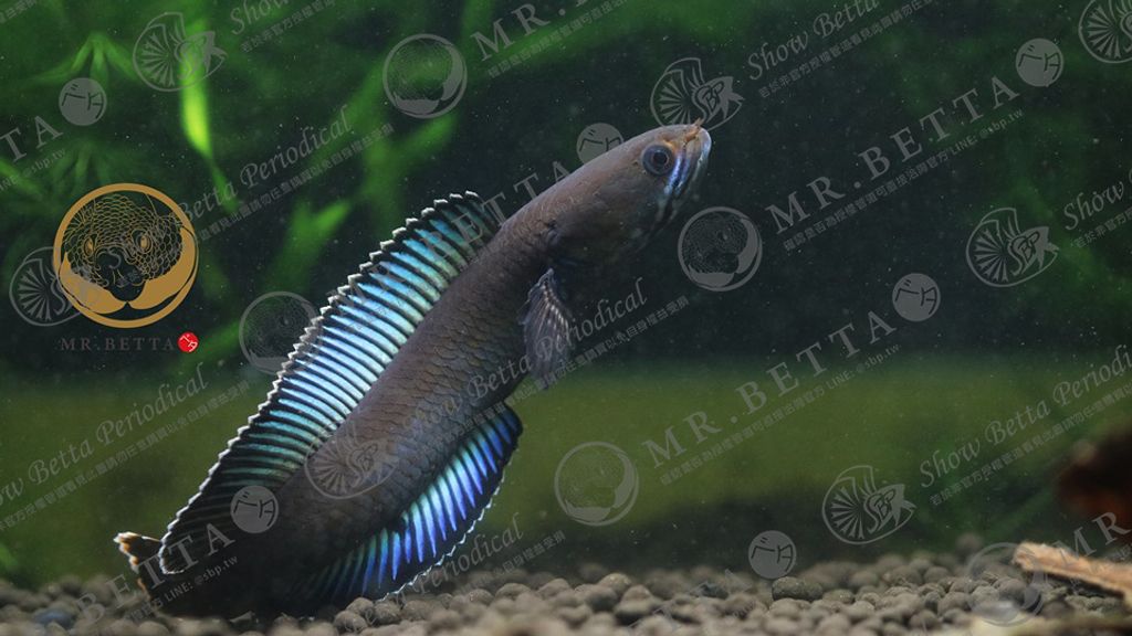 CHANNA26-11.jpg