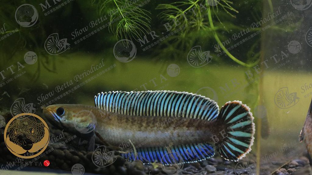 CHANNA26-12.jpg