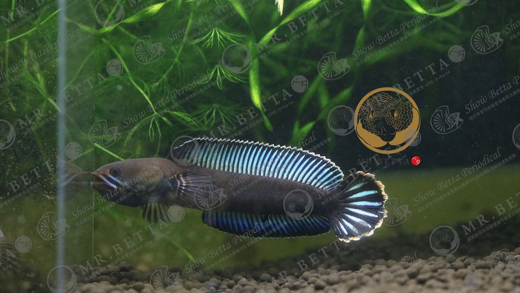 CHANNA26-13.jpg