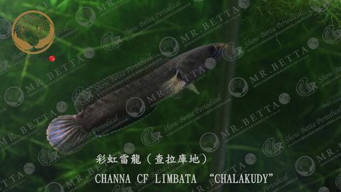 CHANNA27-1.jpg