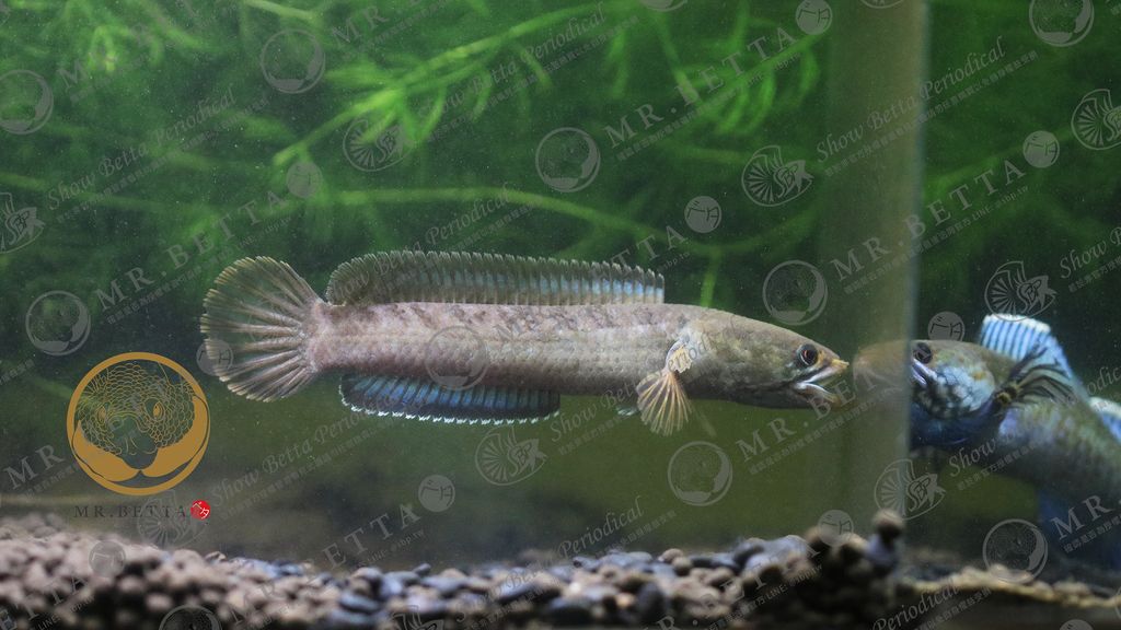 CHANNA27-3.jpg