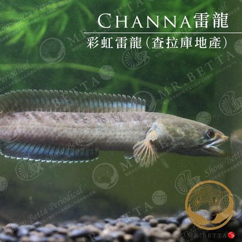 CHANNA27.jpg