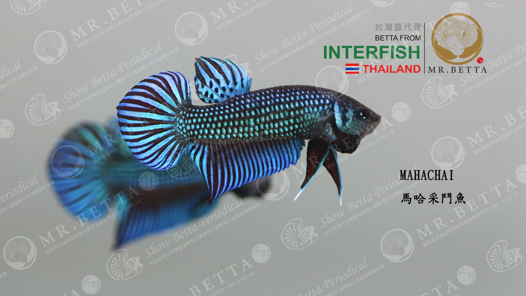 Mahachai sp. 馬哈采PAIR 對魚(WM1000) u2013 SBP展鬥期刊Show Betta 